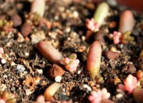 虹之玉修剪方法