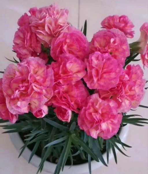 康乃馨有几种颜色分别是什么