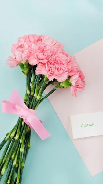 康乃馨有几种颜色分别是什么