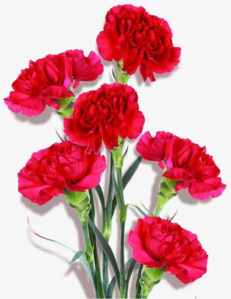 康乃馨有几种颜色分别是什么