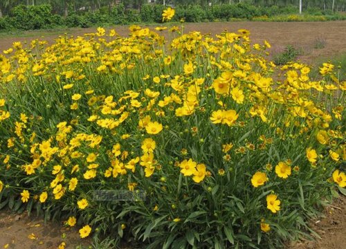 金鸡菊什么时候播种好