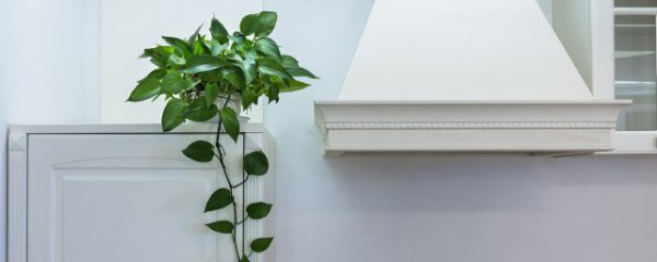 最常见室内植物有哪些方面