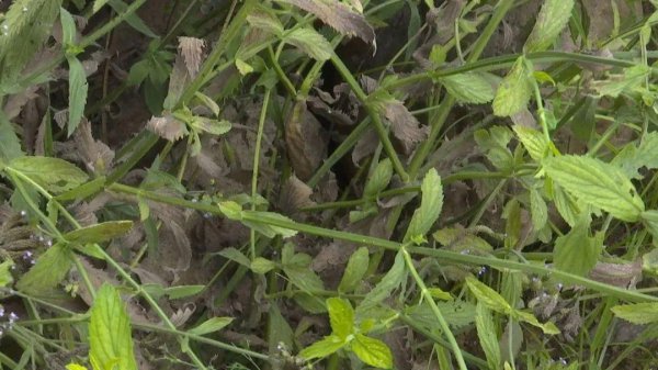 小白虫像灰尘是什么虫