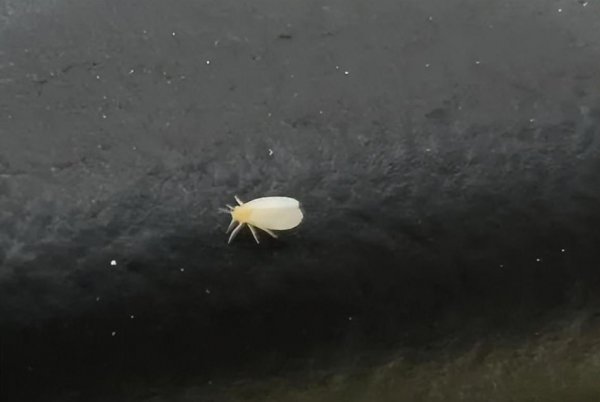 小白虫像灰尘是什么虫