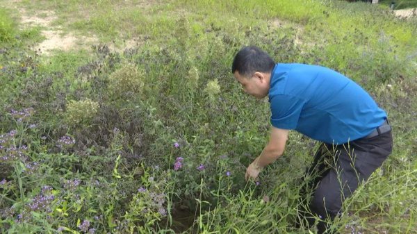 小白虫像灰尘是什么虫