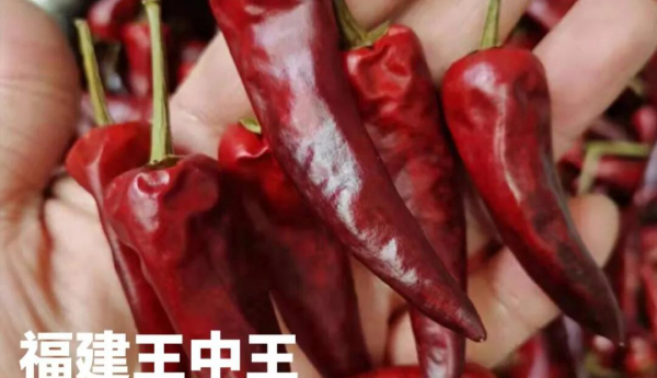 干辣椒的种类及特点介绍