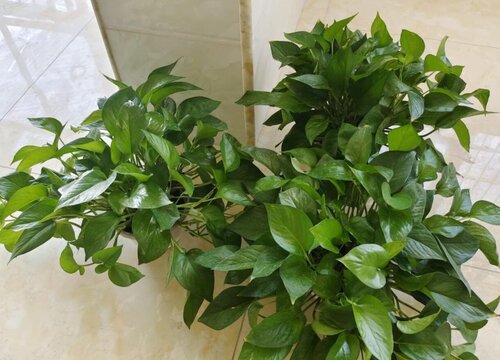 绿萝蔫了怎么办