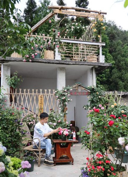 移栽月季花苞垂头挽救方法