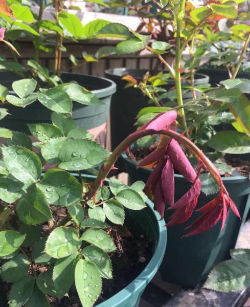 移栽月季花苞垂头挽救方法