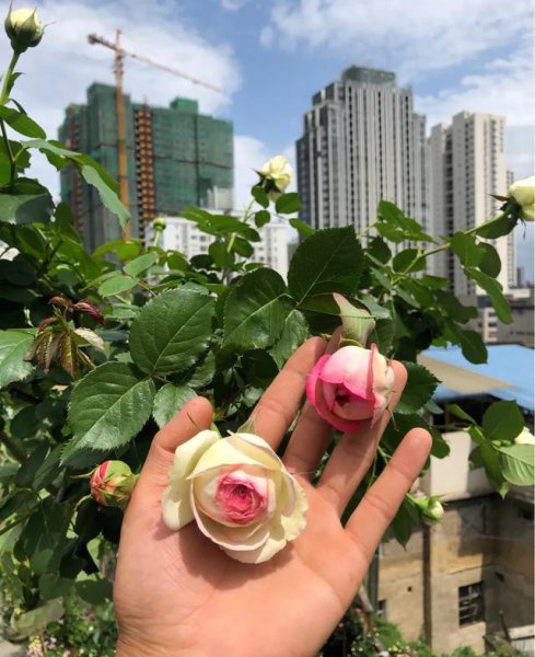 移栽月季花苞垂头挽救方法