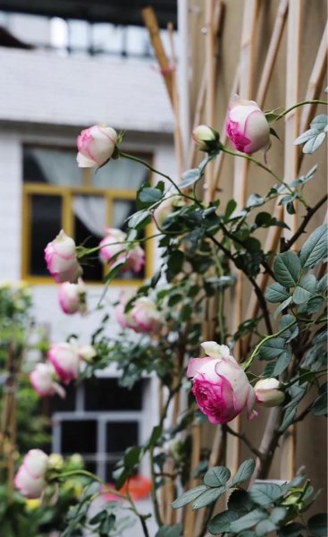 移栽月季花苞垂头挽救方法