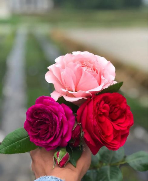 移栽月季花苞垂头挽救方法