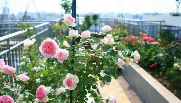 移栽月季花苞垂头挽救方法