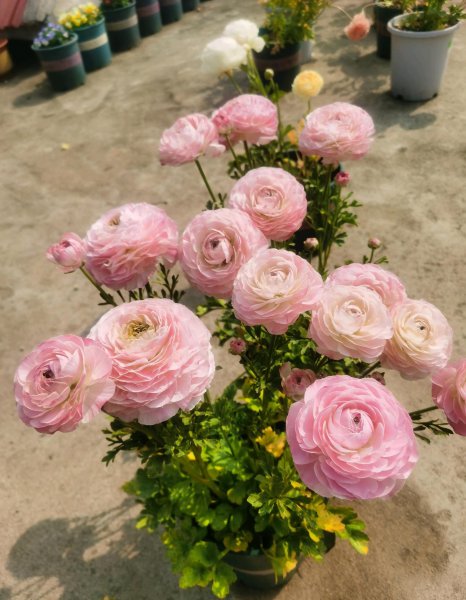 花毛茛是一年生还是多年生