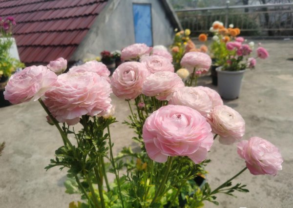 花毛茛是一年生还是多年生