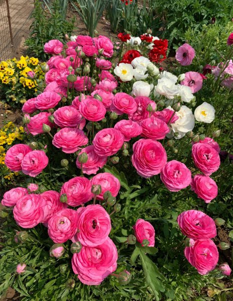 花毛茛是一年生还是多年生