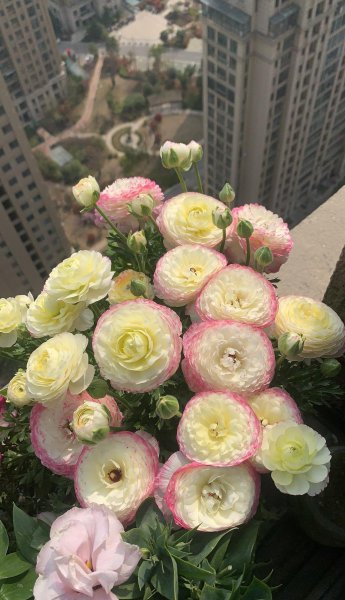 花毛茛是一年生还是多年生