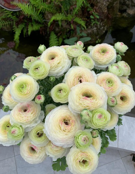 花毛茛是一年生还是多年生