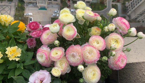 花毛茛是一年生还是多年生