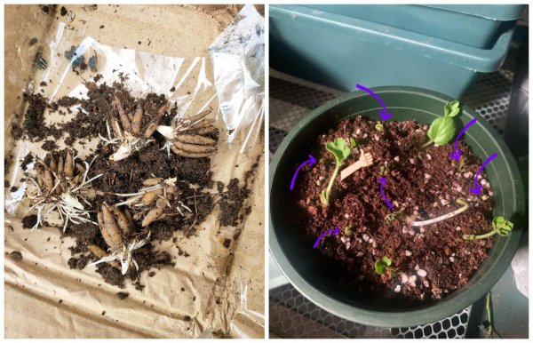 花毛茛是一年生还是多年生