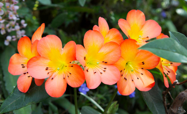 什么花的花语是友谊