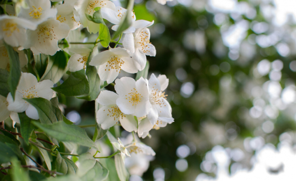 什么花的花语是友谊