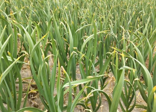 北方种大蒜如何过冬