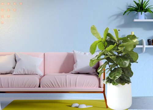 琴叶榕开花吗 开花是什么样子