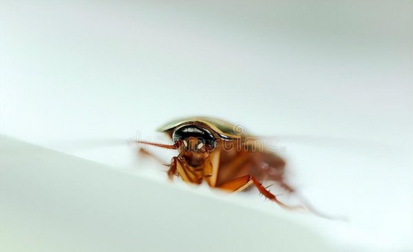 大蟑螂是怎么进入家里的