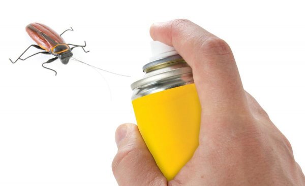 大蟑螂是怎么进入家里的