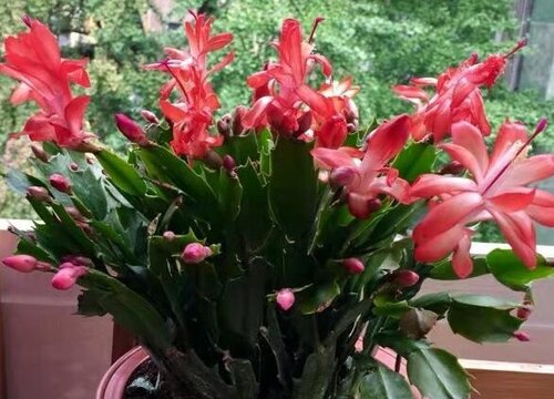 夏季蟹爪兰如何养护安全度夏