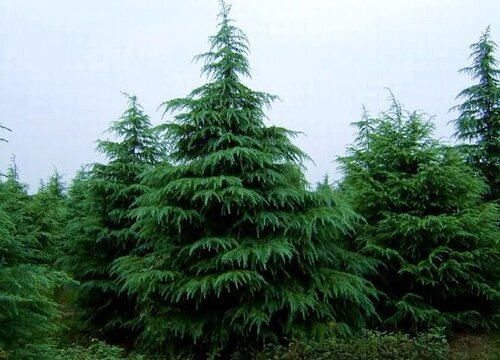 雪松是乔木还是灌木植物