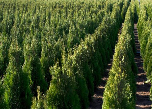 雪松是乔木还是灌木植物