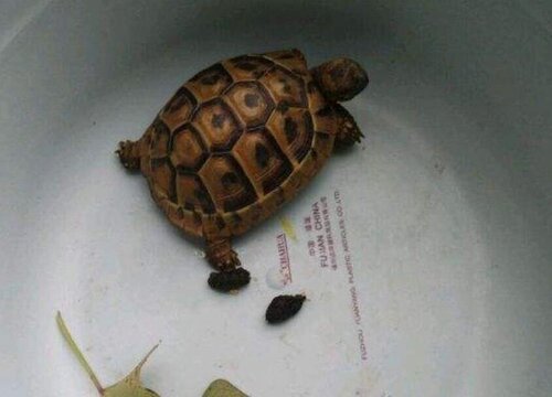 乌龟粪便可以做肥料吗