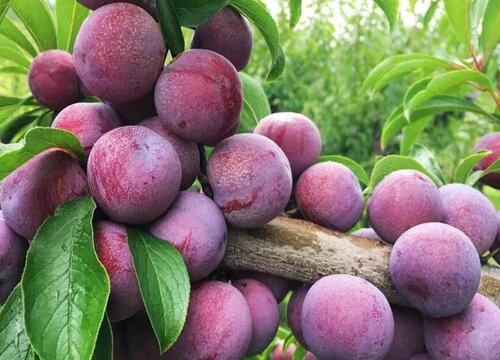 李子含糖量高吗