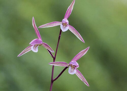 寒兰名贵品种排名