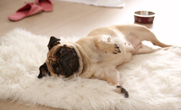 地毯可以用洗衣机洗吗