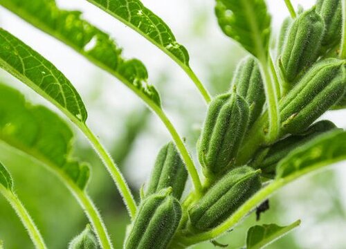 芝麻从哪里长出来的