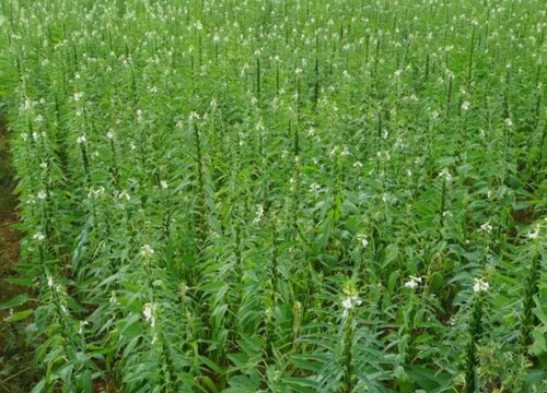 芝麻从哪里长出来的