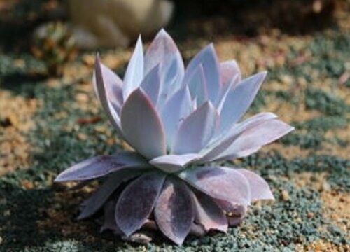 仙女杯怎么度夏安全