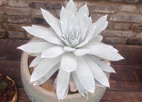 仙女杯怎么度夏安全