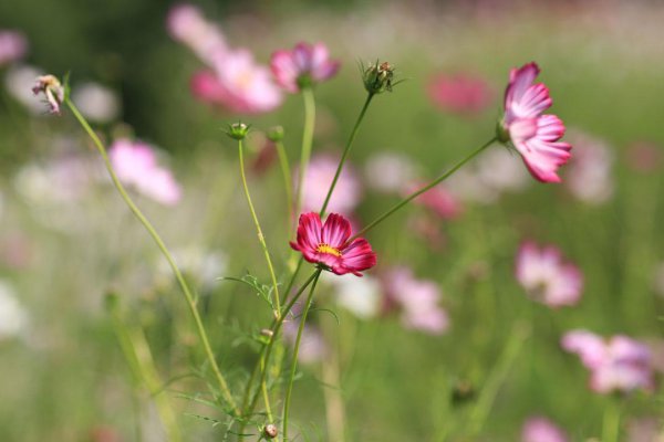 金牛座有什么特点和性格