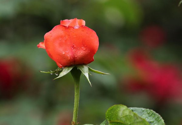 金牛座有什么特点和性格