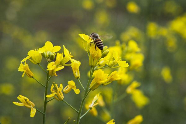 金牛座有什么特点和性格