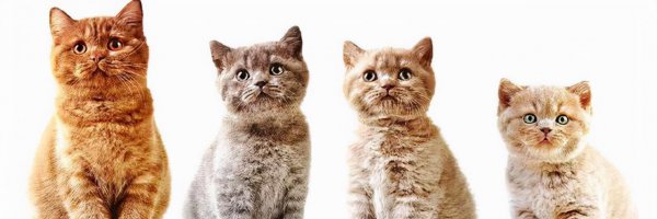 汤恩贝猫粮怎么样