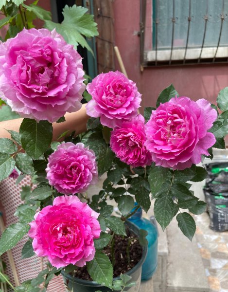 天方夜谭月季优缺点