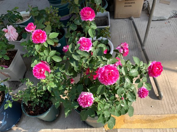 天方夜谭月季优缺点