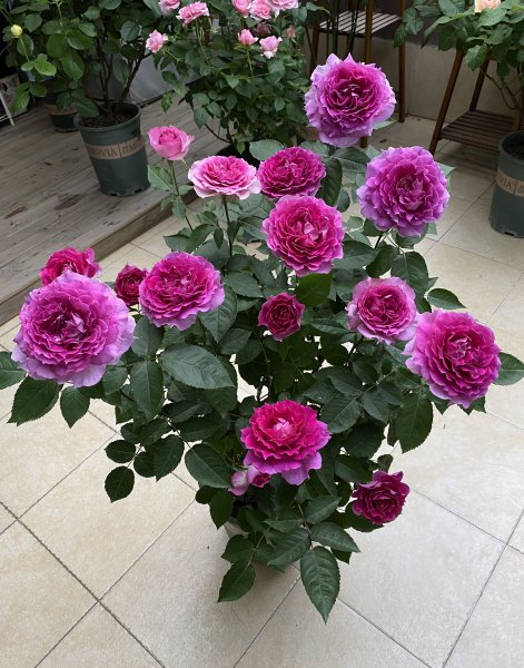 天方夜谭月季优缺点