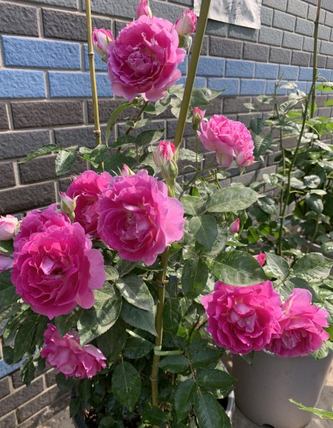 天方夜谭月季优缺点