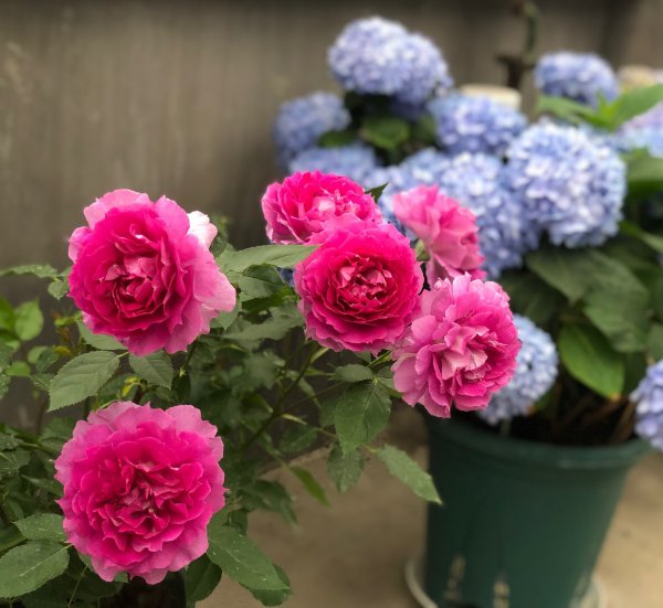 天方夜谭月季优缺点